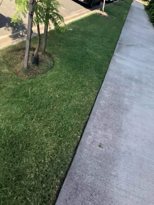 Garden Lawn Maintenance Brisbane 021