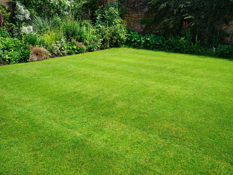 domestic lawn